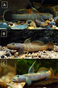 Rhinogobius brunneus A:CO B:CB C:OR Types