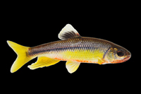 Korean chub (Zacco koreanus)